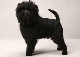 Affenpinscher breed standard example