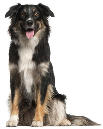 English Shepherd breed standard example