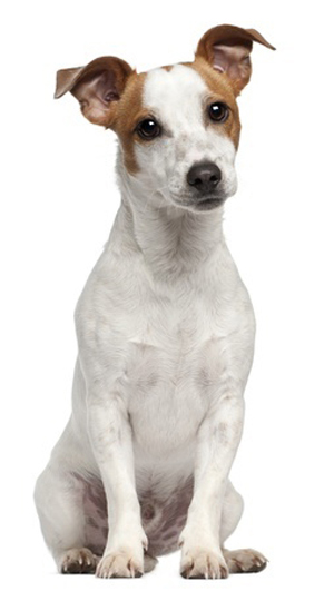 Feist breed standard example