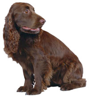 Field Spaniel breed standard example