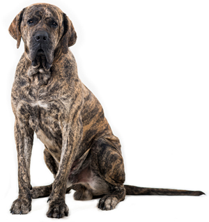 Fila Brasileiro breed standard example