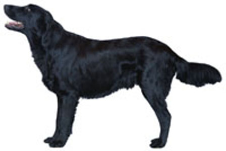 Flat-Coated Retriever breed standard example