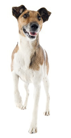 Fox Terrier breed standard example