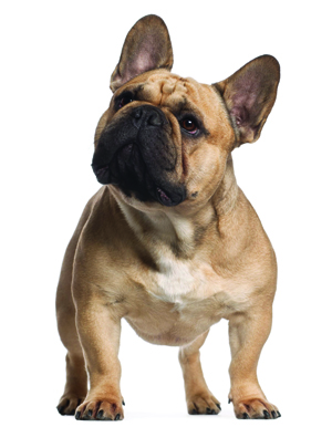 French Bulldog breed standard example