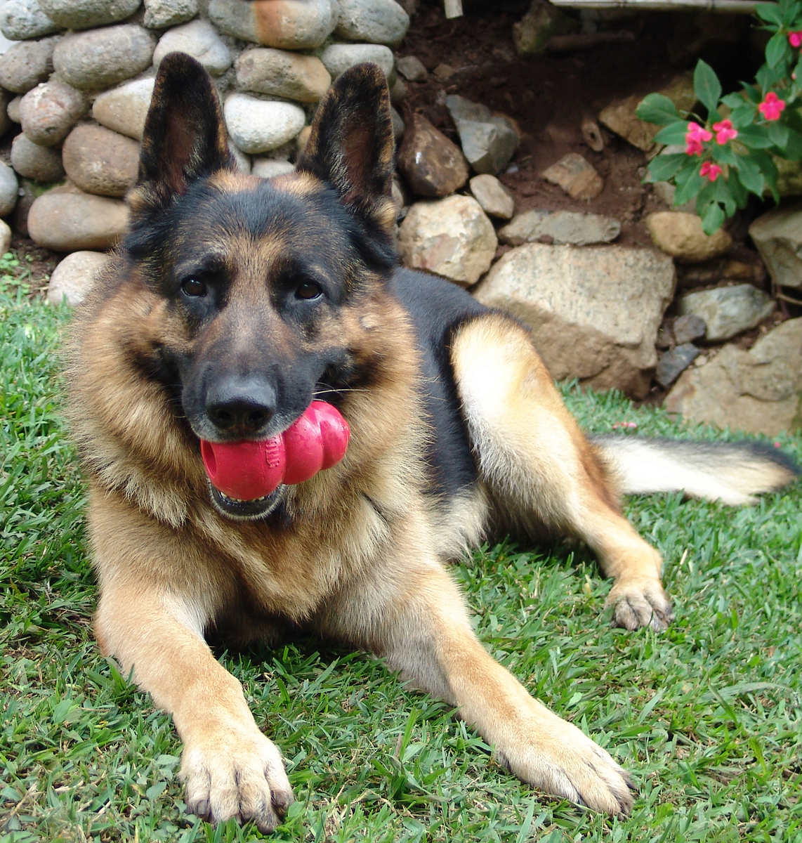 German Shepherd breed standard example 4