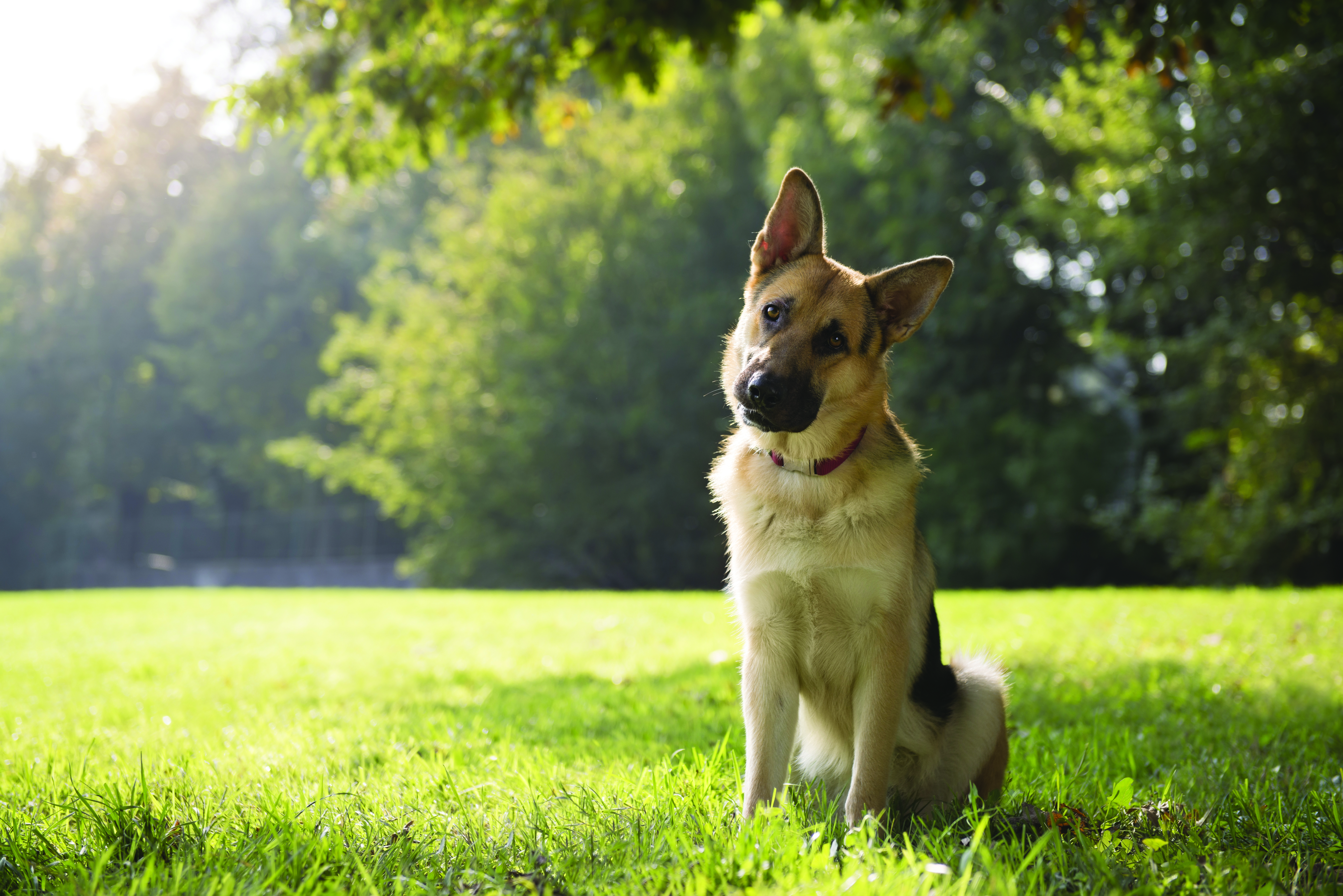 German Shepherd breed standard example 5