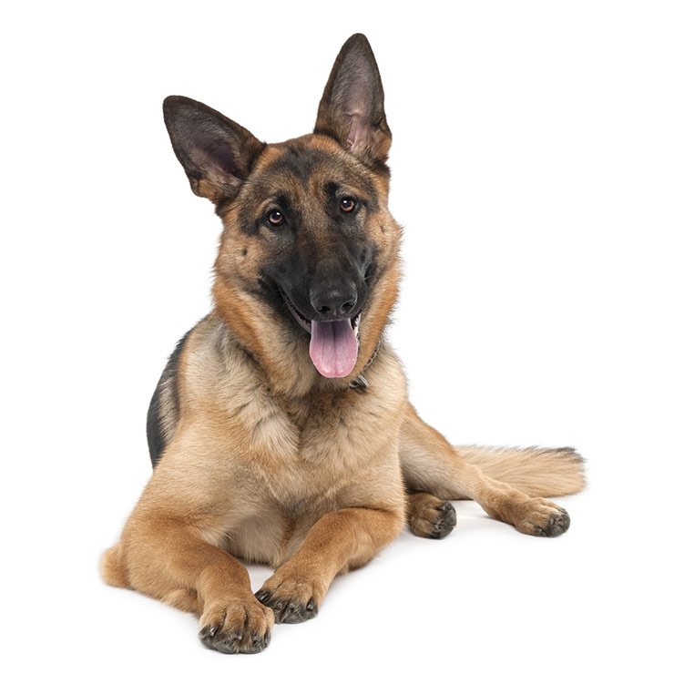 German Shepherd breed standard example 8
