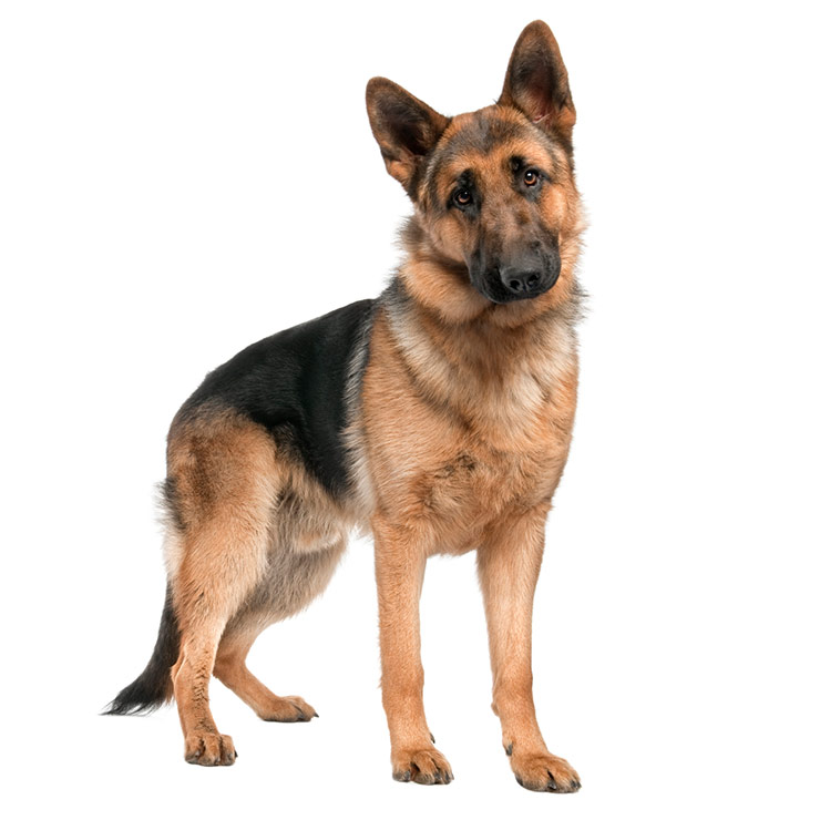German Shepherd breed standard example