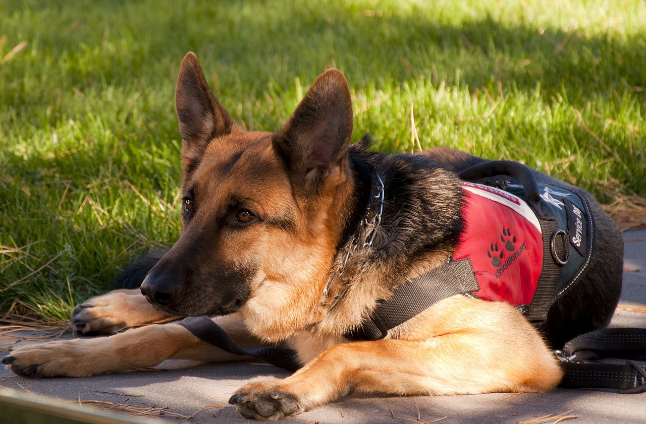German Shepherd breed standard example 6