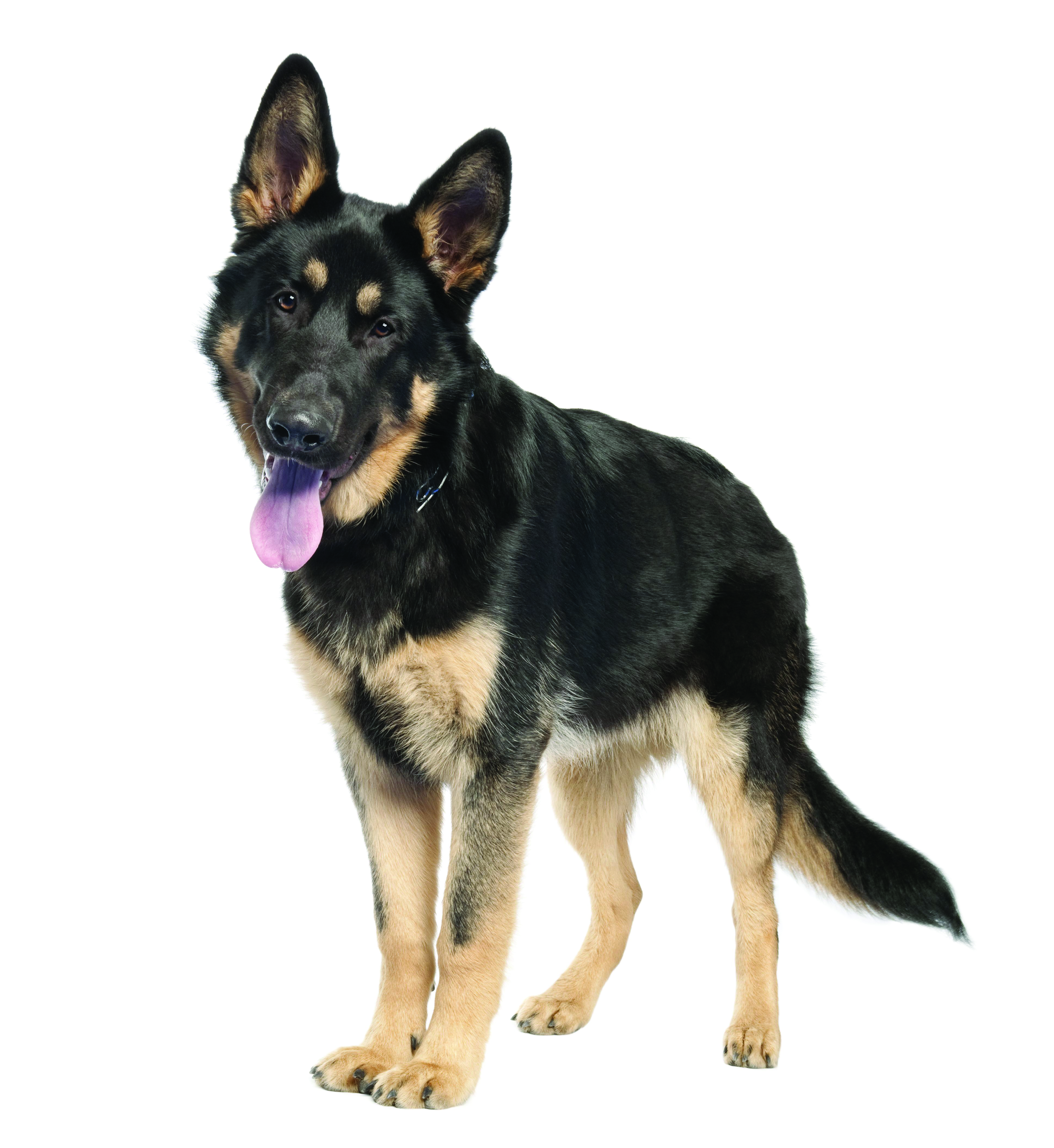 German Shepherd breed standard example 3