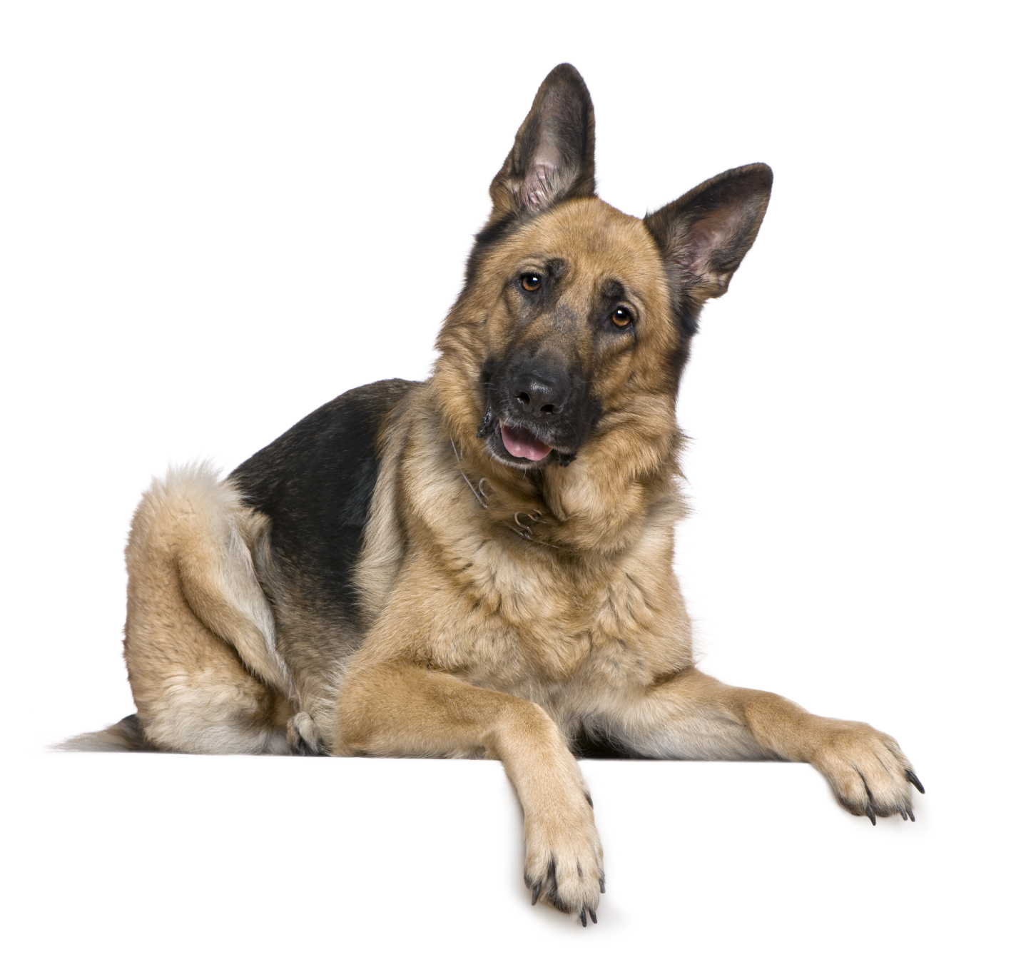 German Shepherd breed standard example 9