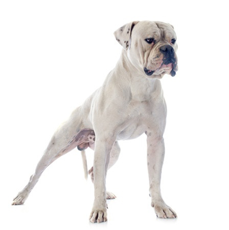 American Bulldog breed standard example