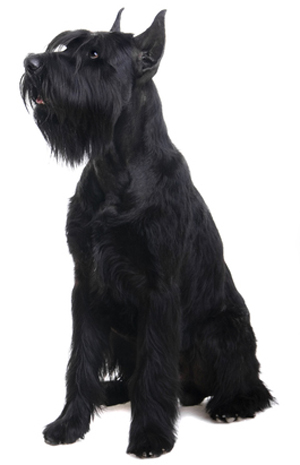 Giant Schnauzer breed standard example