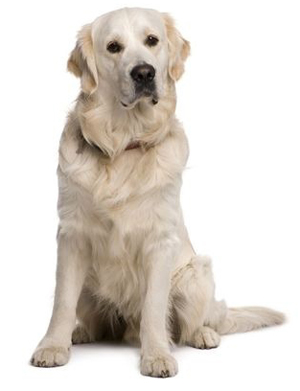 Golden Retriever breed standard example