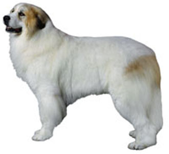 Great Pyrenees breed standard example
