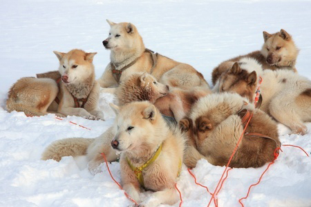 Greenland Dog breed standard example
