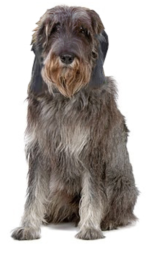 Griffon Nivernais breed standard example