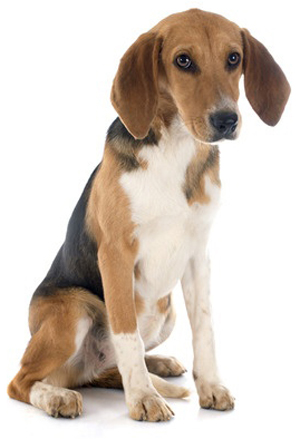 Harrier breed standard example