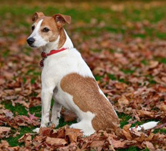Hunters Creek Feist breed standard example
