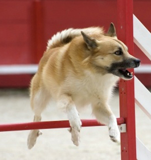 Icelandic Sheepdog breed standard example