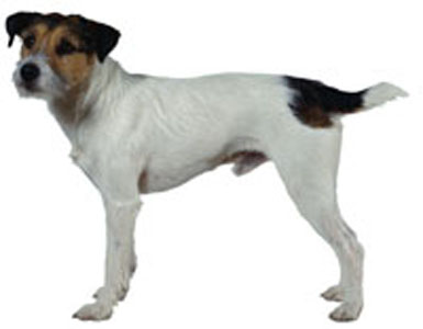 Jack Russell Terrier breed standard example