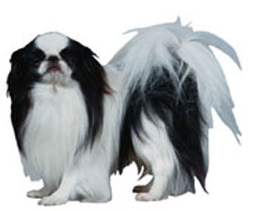 Japanese Chin breed standard example