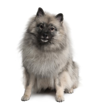 Keeshond breed standard example