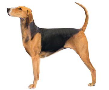 Kerry Beagle breed standard example