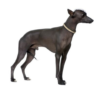 Khala breed standard example