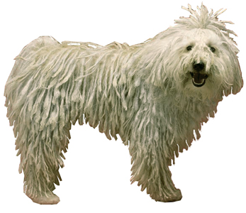 Komondor breed standard example