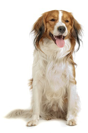 Kooikerhondje breed standard example