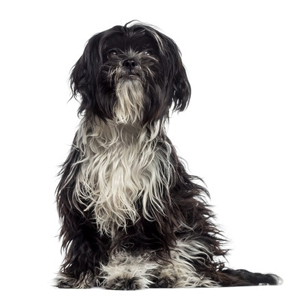 Kyi Leo breed standard example