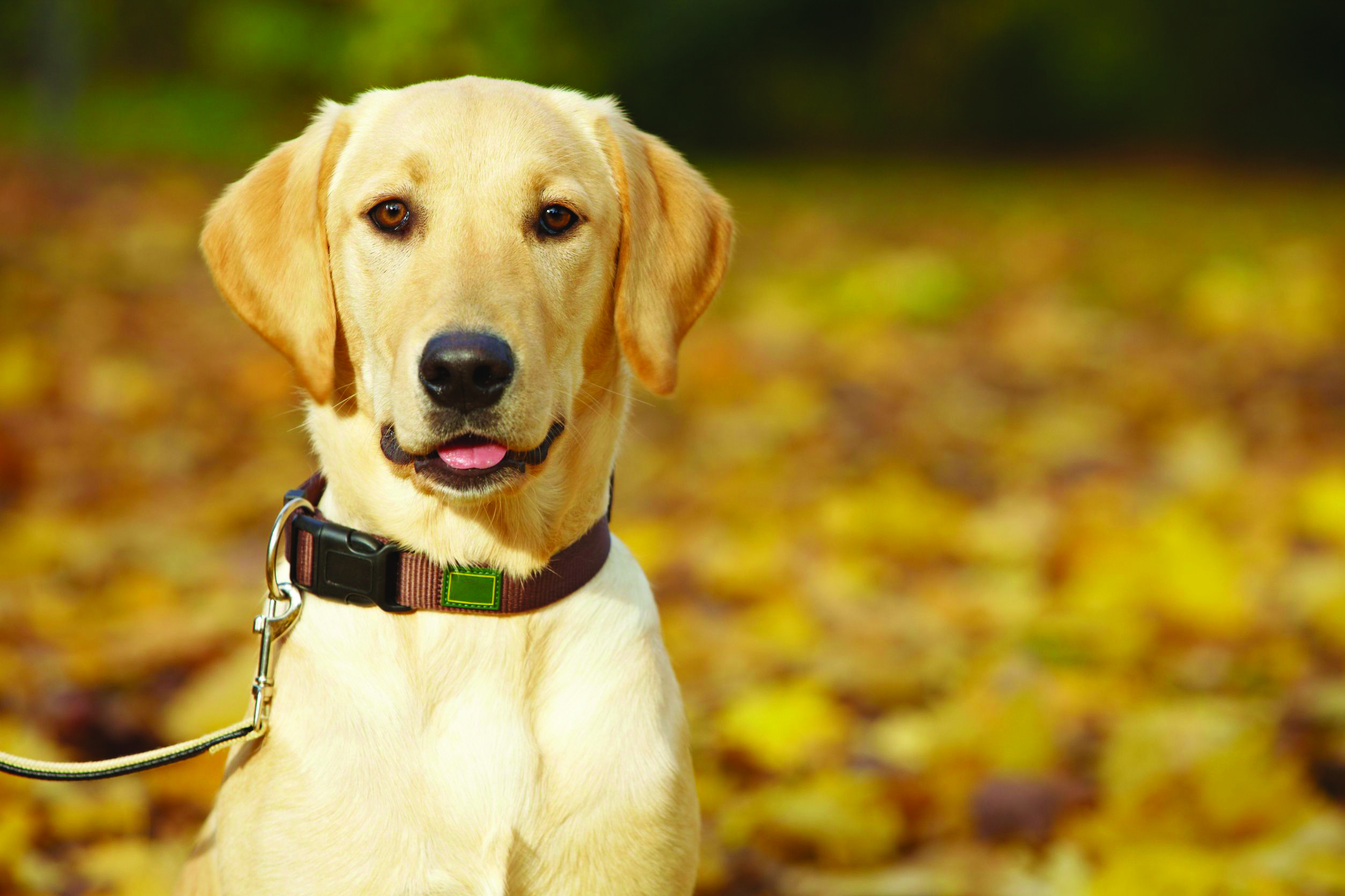 Labrador Retriever breed standard example 9