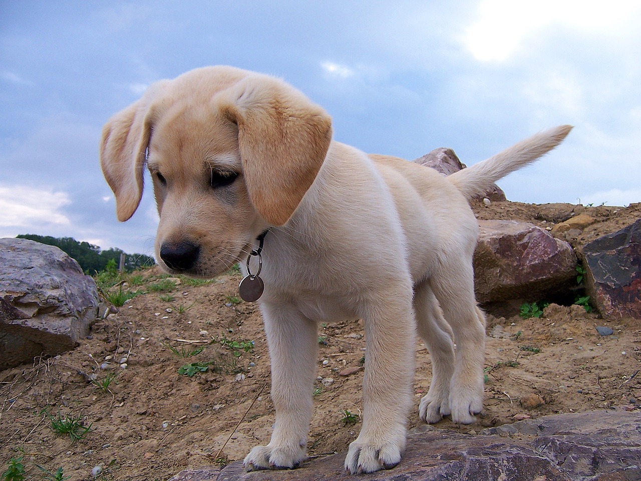 Labrador Retriever breed standard example 2