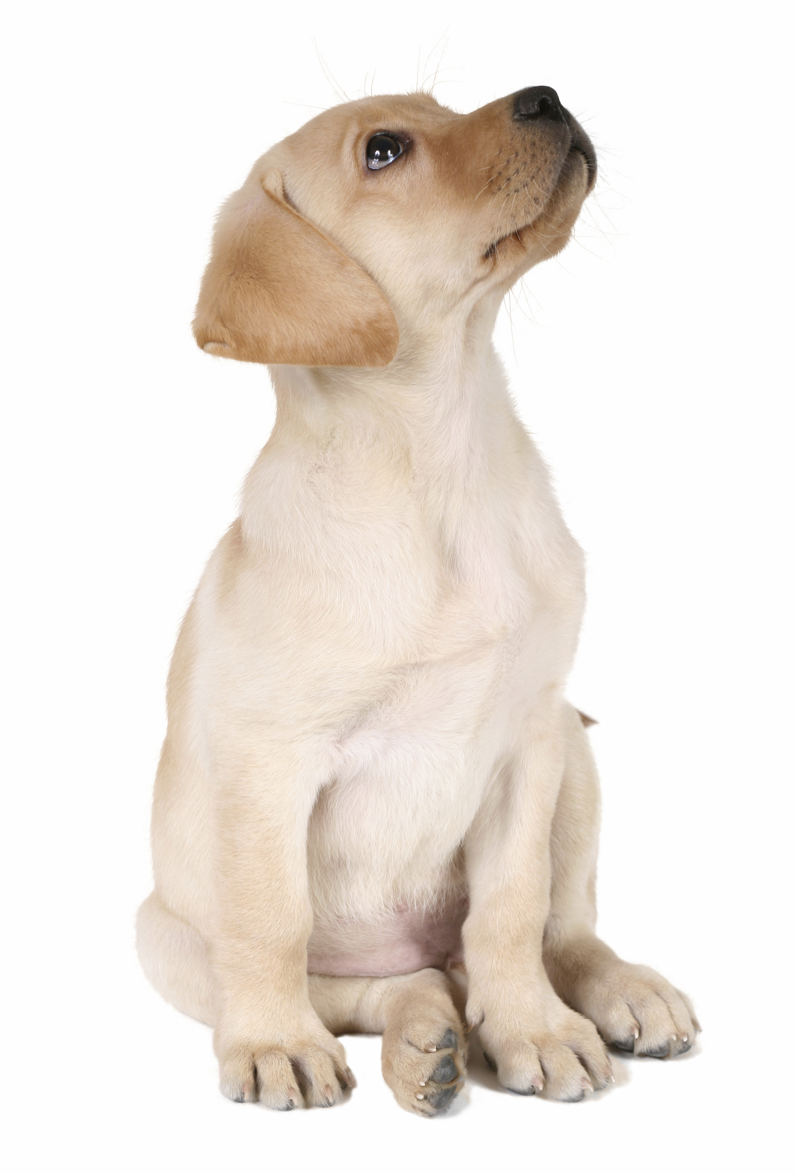 Labrador Retriever breed standard example 5