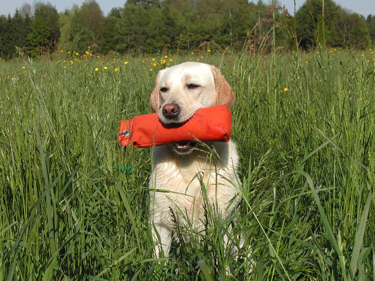 Labrador Retriever breed standard example 8