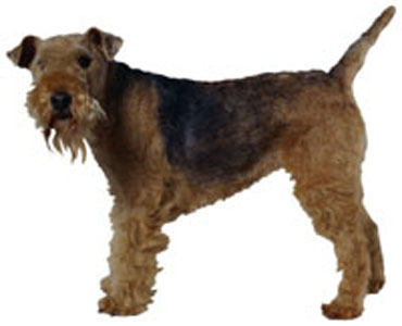 Lakeland Terrier breed standard example