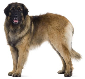 Leonberger breed standard example