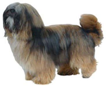 Lhasa Apso breed standard example
