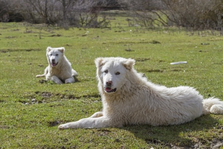 Maremma Sheepdog breed standard example