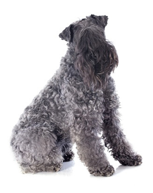 Kerry Blue Terrier breed standard example