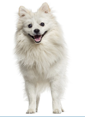 Toy American Eskimo breed standard example