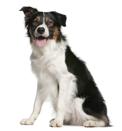 Mcnab breed standard example
