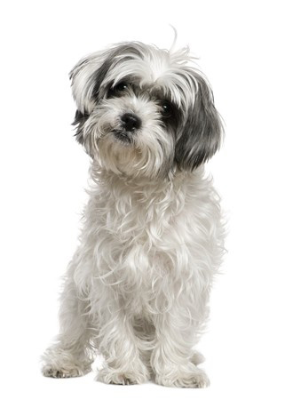 Mi-Ki breed standard example