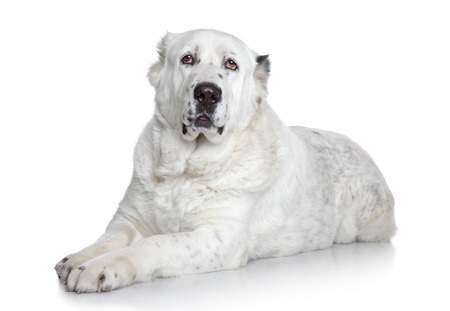 Central Asian Shepherd Dog breed standard example