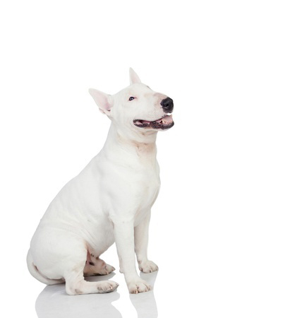Miniature Bull Terrier breed standard example