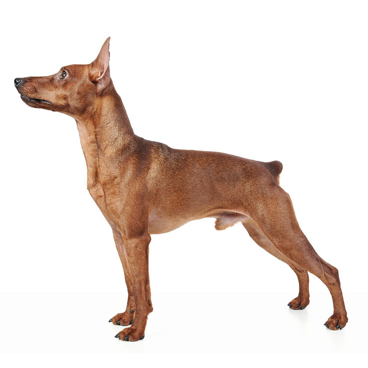 Miniature Pinscher breed standard example
