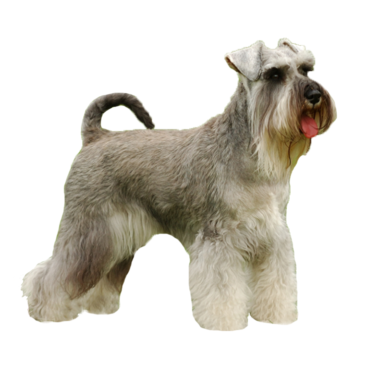 Miniature Schnauzer breed standard example