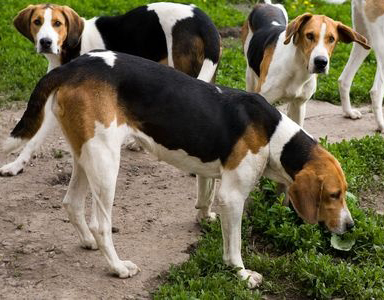 American Foxhound breed standard example