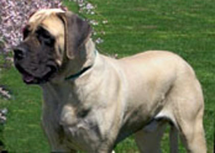 American Mastiff breed standard example